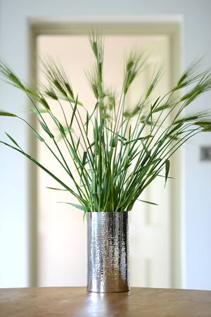 Display of green barley in a silver vaseの写真素材