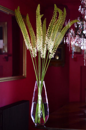 Large flower display in a red dining roomの写真素材