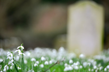Snowdrops in a church graveyard during spring