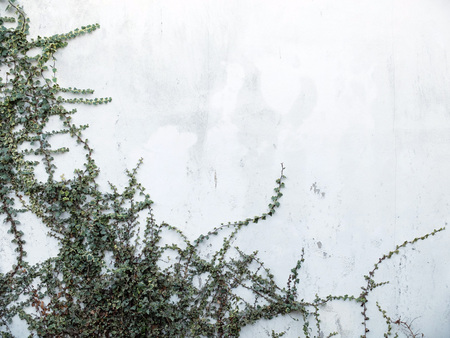 Ivy growing up a white rendered wallの写真素材