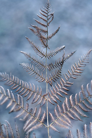 Dead bracken leaves in midwinter close upの写真素材