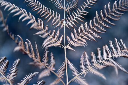 Dead bracken leaves in midwinter close upの写真素材