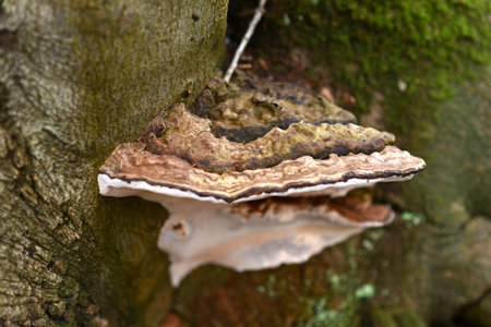 Large bracket fungus on a beech tree