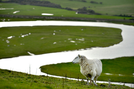 sheep on the south downs, East Sussex, with the cuckmere river winding bendの写真素材