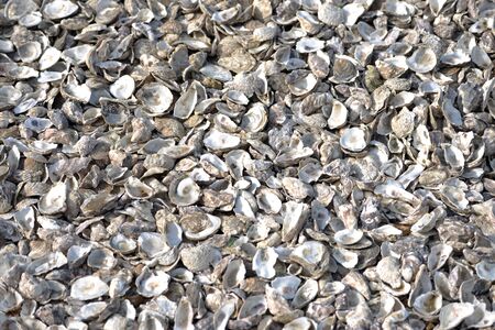Empty oyster shells on a Whitstable beachの写真素材
