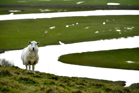 sheep on the south downs, East Sussex, with the cuckmere river winding bendの写真素材