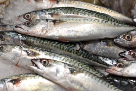 fresh mackerel, fish, on a fishmongers stall