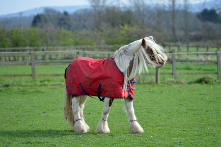 White horse with long mane and red coatの写真素材