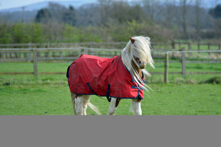 White horse with long mane and red coatの写真素材