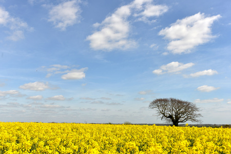 Oak tree next to a flowering oil seed rape fieldの写真素材