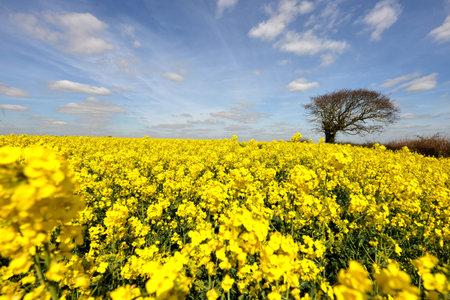 Oak tree next to a flowering oil seed rape field