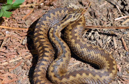 European adder warming itself in the sunの写真素材