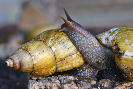 Giant African land snails on a logの写真素材