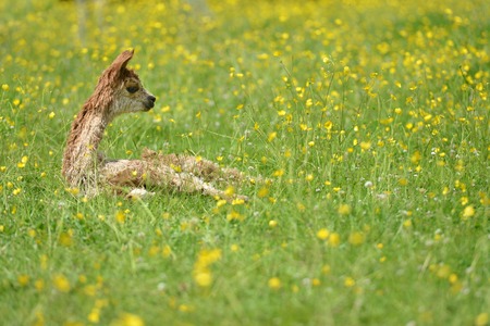 Baby alpacas in a field of buttercup flowersの写真素材