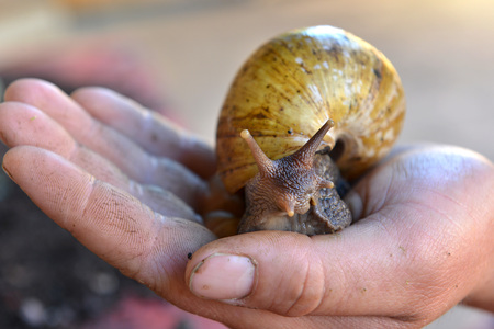 Giant African land snails on a handの写真素材