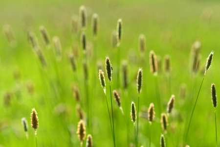 Grass seed heads in a summer meadow