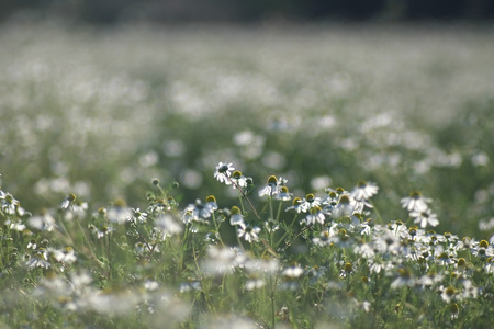 Field of daisies back lit with a setting sunの写真素材