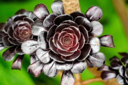 Black succulent flowers of the Aeonium Arboreumの写真素材