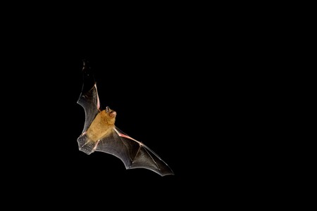 Bat flying at night time with wings spreadの写真素材