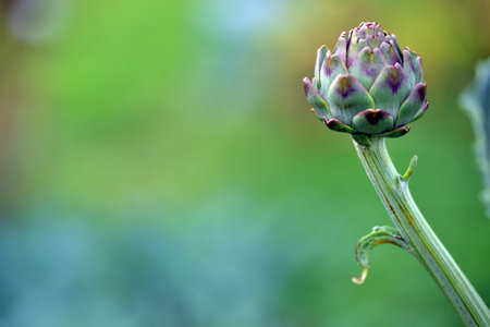 Flowering artichoke hearts in a vegetable gardenの写真素材