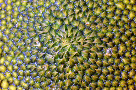 Detailed close up of a sunflower headの写真素材