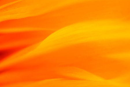 Detailed close up of a sunflower headの写真素材