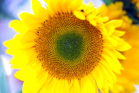 Detailed close up of a sunflower headの写真素材