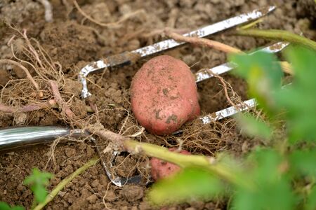 Digging up a red potato in a gardenの写真素材