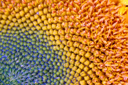 Detailed close up of a sunflower headの写真素材