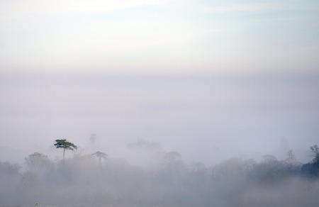 Morning mist surrounding Scotâs pine treesの写真素材