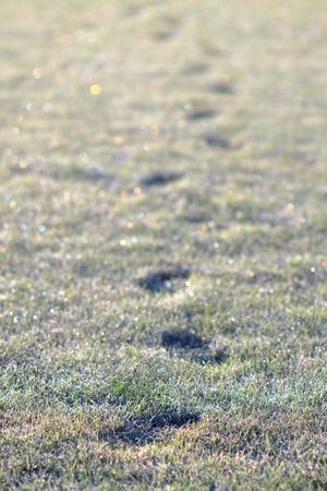 Row of footprints in frosty short grassの写真素材