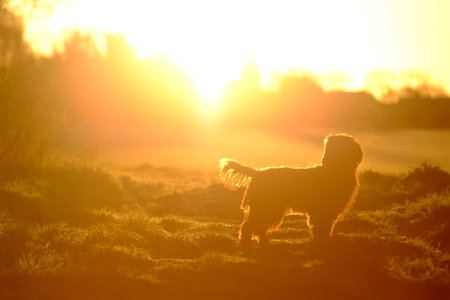 Dog in a field silhouetted by the rising sun