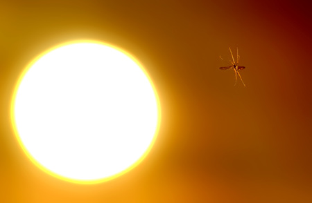 Mosquitoes swarming in front of the setting sunの写真素材