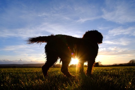 Small dog looking at the setting sunの写真素材