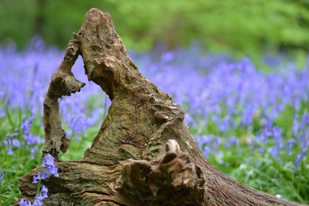 Bluebells in woodland during spring, ukの写真素材