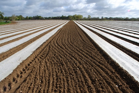 Plastic sheeting in a field covering freshly planted maizeの写真素材