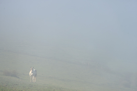 White horse in mist on the south downsの写真素材
