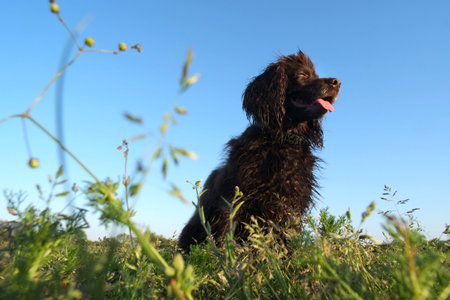 Wet brown cocker spaniel dog in a sunny field.