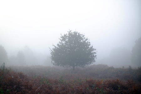 Single tree in a misty heath, Chailey, East Sussex, UKの写真素材