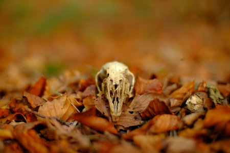 Rabbit skull on a forest floor surrounded by leaf litterの写真素材