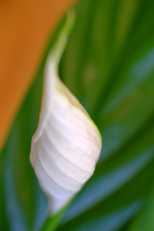 Close up of a peace lily flowerの写真素材