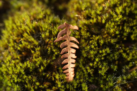 Close up of a dried bracken front