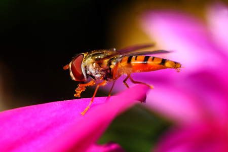 Hoverfly sitting on a pink flower petalの写真素材