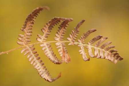 Close up of a dried bracken frontの写真素材