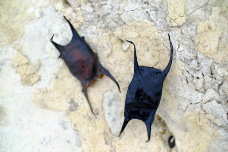 Two skate egg cases, or mermaid's pursesの写真素材