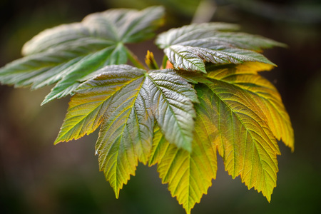 Close up of back lit sycamore leaves in springの写真素材