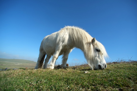 Small white pony grazing on grass downlandの写真素材
