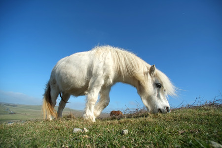 Small white pony grazing on grass downlandの写真素材