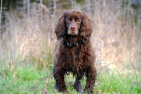 Brown working cocker spaniel in a field.の写真素材