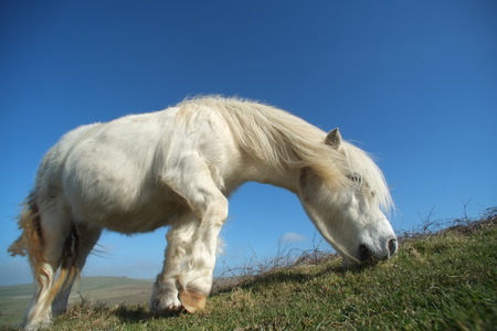 Small white pony grazing on grass downlandの写真素材
